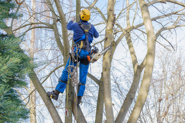 Best Tree Preservation Services  in Clton, IN