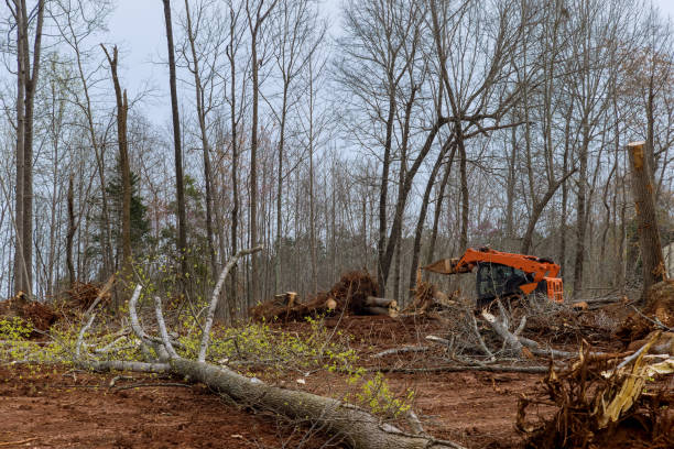 Best Tree Trimming and Pruning  in Clton, IN