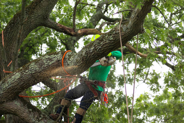 Best Hazardous Tree Removal  in Clton, IN