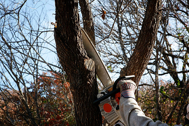 Best Emergency Tree Removal  in Clton, IN