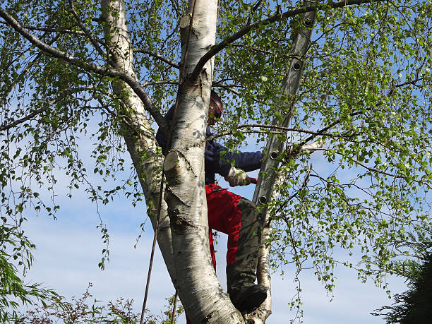 Professional Tree Care in Clinton, IN