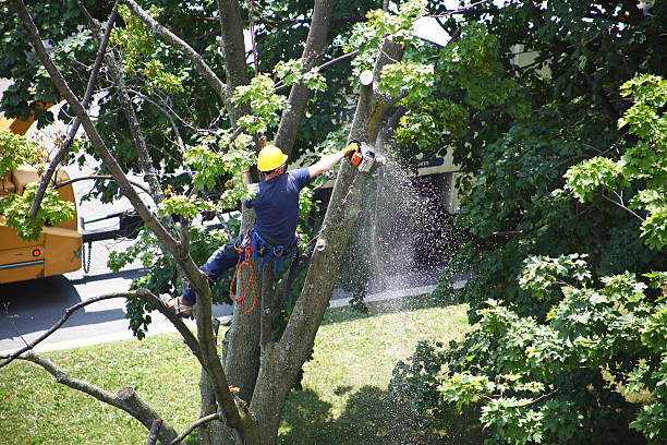 Best Leaf Removal  in Clton, IN